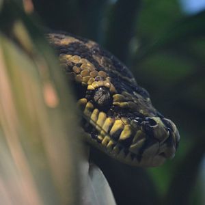 Morelia spilota cheynei