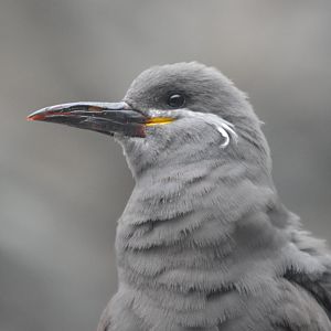 Baby Larosterna inca