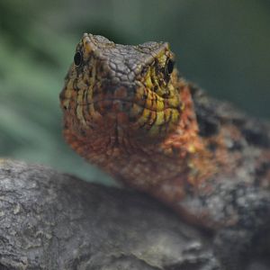 Shinisaurus crocodilurus