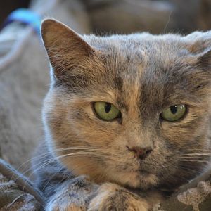 Felis silvestris catus