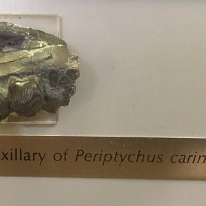 Periptychus carinidens