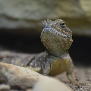 Xenagama taylori
