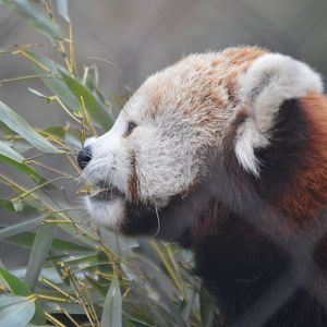 Ailurus fulgens fulgens