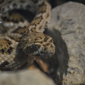 Crotalus catalinensis