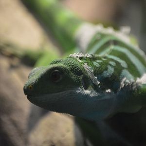 Brachylophus fasciatus