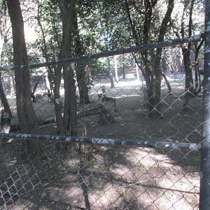 mexican wolf enclousure