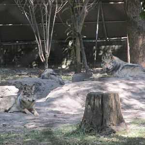 Mexican wolves