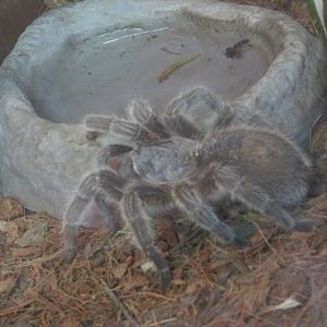 pedregal tarantula