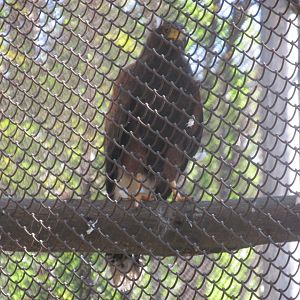 harris hawk