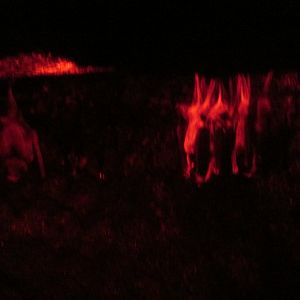 tequila bats a.k.a lesser long nosed bats