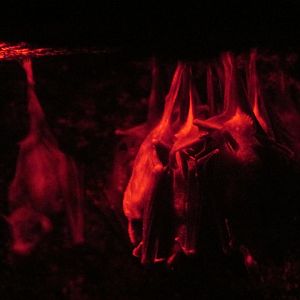 tequila bats a.k.a. lesser long nosed bats