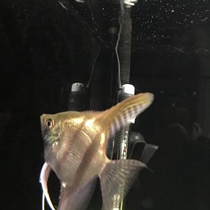 Angelfish ID?