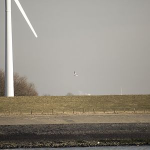Ross' gull, Rhodostethia rosea