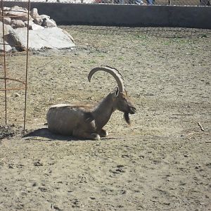 Sindh Ibex - Peshawar zoo 17/2/2018