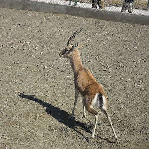 Chinkara - Peshawar zoo 17/2/2018