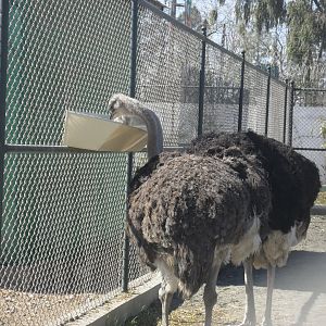 Ostrich, breeding pair - Peshawar zoo 17/2/2018