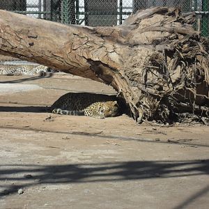 Common leopards - Peshawar zoo 17/2/2018