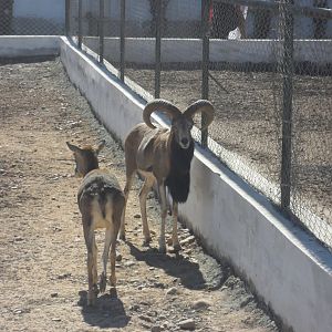 Punjab Urial - Peshawar zoo 17/2/2018