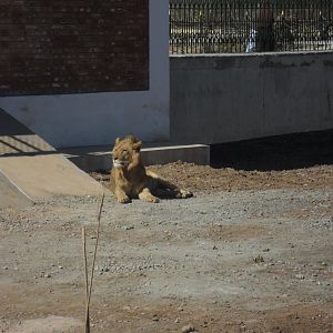 Lion - Peshawar zoo 17/2/2018