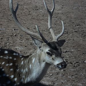 Chital - Peshawar zoo 17/2/2018