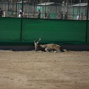 Kashmir Markhor, male - Peshawar zoo 17/2/2018