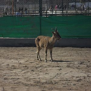 Kashmir Markhor - Peshawar zoo 17/2/2018