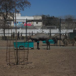 Nilgai - Peshawar zoo 17/2/2018