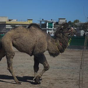 Domestic Bactrian camel - Peshawar zoo 17/2/2018