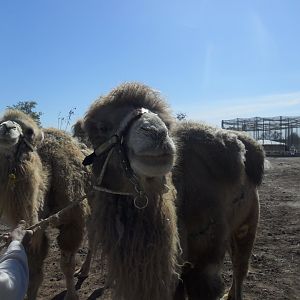 Domestic Bactrian camel - Peshawar zoo 17/2/2018