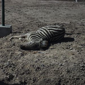 Zebra foal - Peshawar zoo 17/2/2018