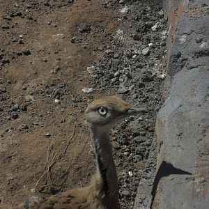 MacQueen's bustard - Peshawar zoo 17/2/2018