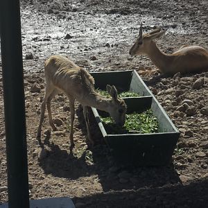 Chinkara fawn - Peshawar zoo 17/2/2018