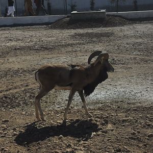 Punjab Urial - Peshawar zoo 17/2/2018