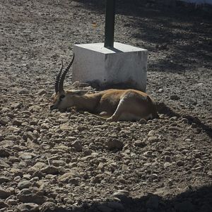 Chinkara - Peshawar zoo 17/2/2018