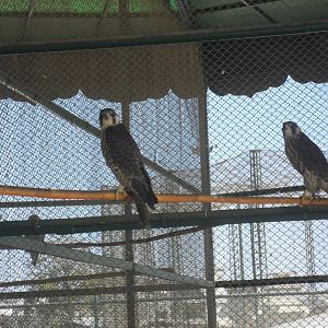 Peregrine falcon - Peshawar zoo 17/2/2018