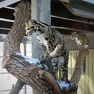 Clouded Leopard