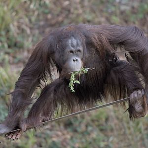 Wousan is well-balanced