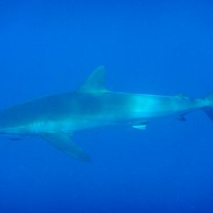 Silky Shark