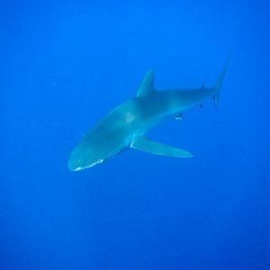 Silky Shark