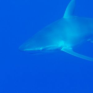 Silky Shark