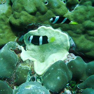 Clark's Anemonefish and Adhesive Sea Anemone