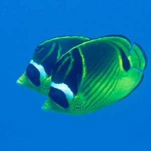 Racoon Butterflyfish