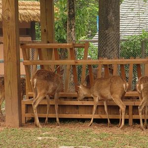 Hainan Eld's deer