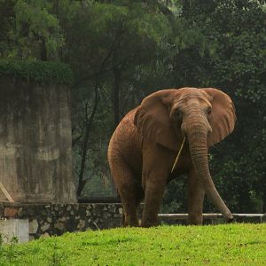 African elephant