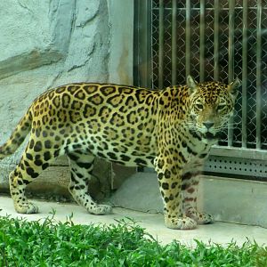 Jaguar
