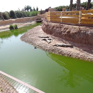 Crocoparc Agadir - Madagascan Nile crocodile (exhibit)