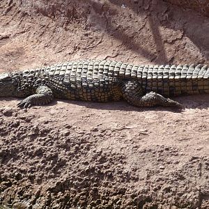 Crocoparc Agadir - Madagascan Nile crocodile