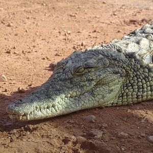 Crocoparc Agadir - Madagascan Nile crocodile (close-up)
