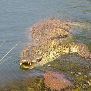 Crocoparc Agadir - Madagascan Nile crocodile