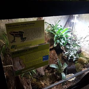 Enclosure Anolis gingivinus - and dartfrog